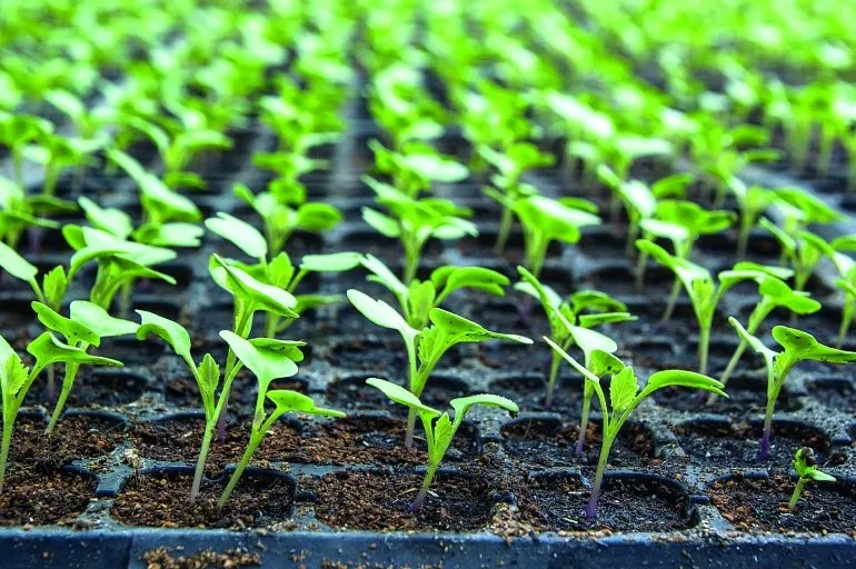 Vegetable Plant's service